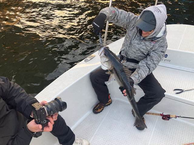 シーバス(スズキ)