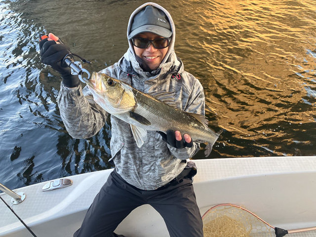 シーバス(スズキ)