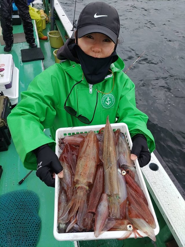 マルイカ(ケンサキイカ)