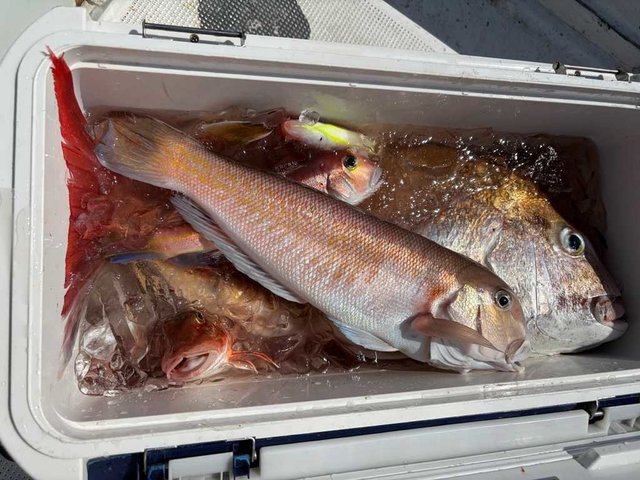 マダイ・シロアマダイ・イトヨリ(イトヨリダイ)