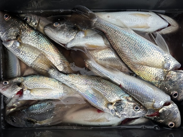 イシモチ(シログチ)