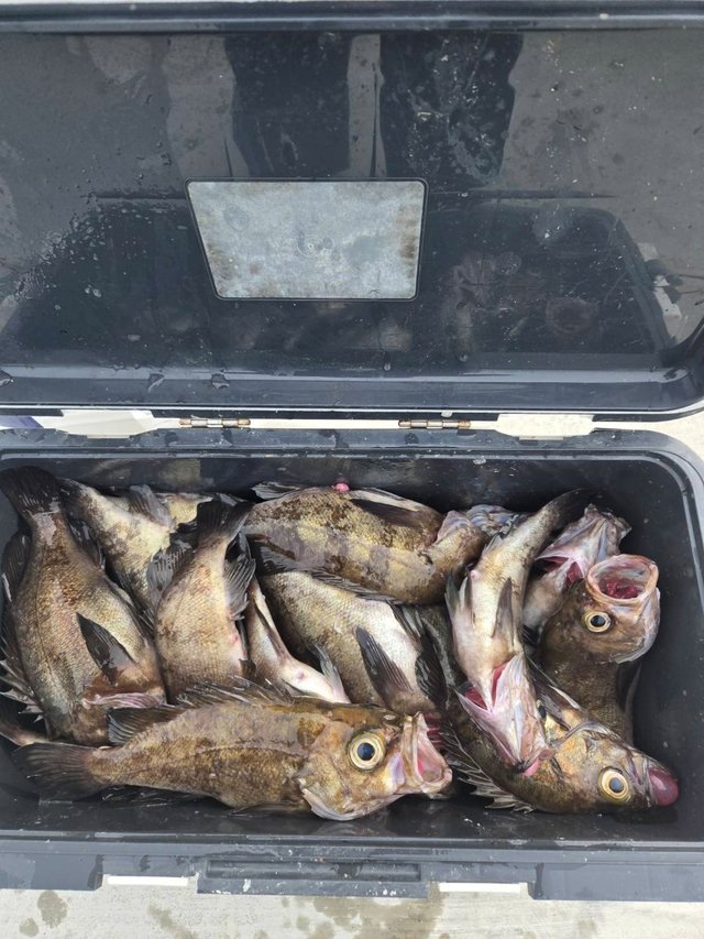 メバル(ウスメバル)