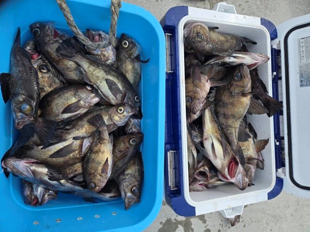 メバル(ウスメバル)