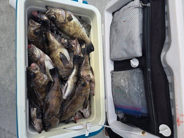 メバル(ウスメバル)