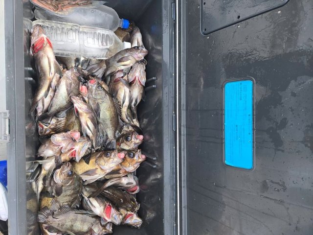 メバル(ウスメバル)