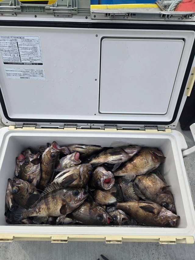 メバル(ウスメバル)