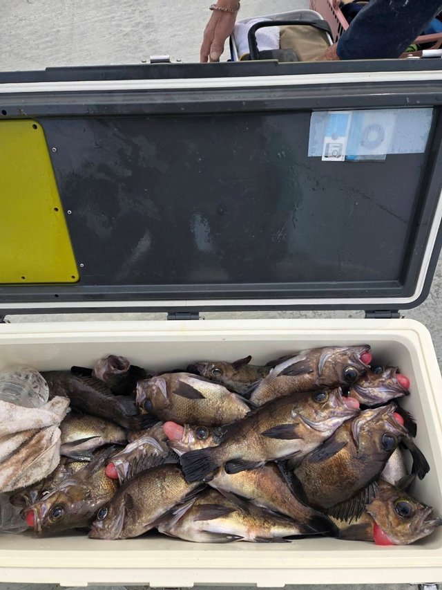 メバル(ウスメバル)