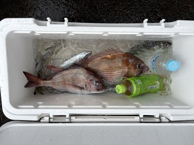 マダイ・アジ(マアジ)