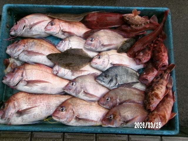 マダイ・クロダイ・カサゴ・ホウボウ