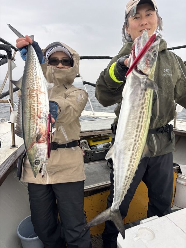 サゴシ(サワラ)