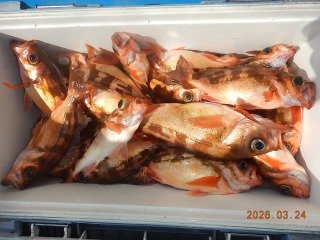 オキメバル(ウスメバル)