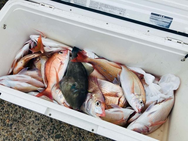 ハナダイ(チダイ)・ウマヅラハゲ(ウマヅラハギ)