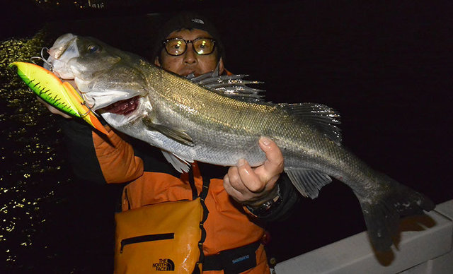 シーバス(スズキ)