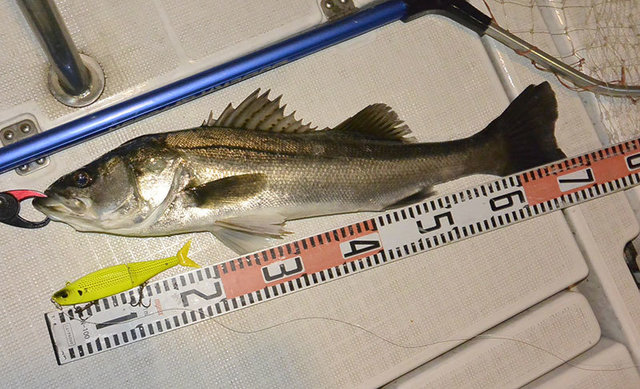 シーバス(スズキ)