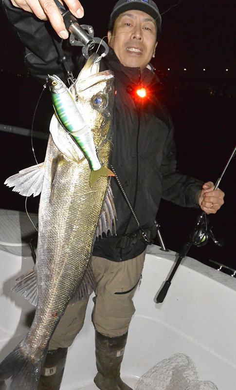 シーバス(スズキ)