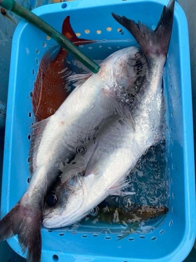 マダイ・メダイ