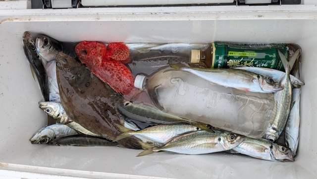 アジ(マアジ)・ムシガレイ