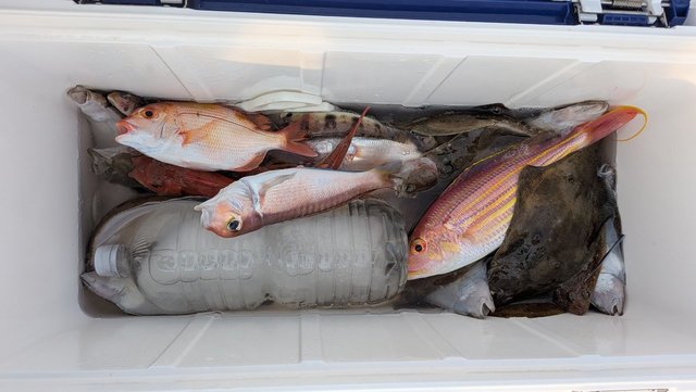 アカアマダイ・イトヨリ(イトヨリダイ)・ムシガレイ