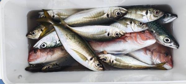 マダイ・アジ(マアジ)