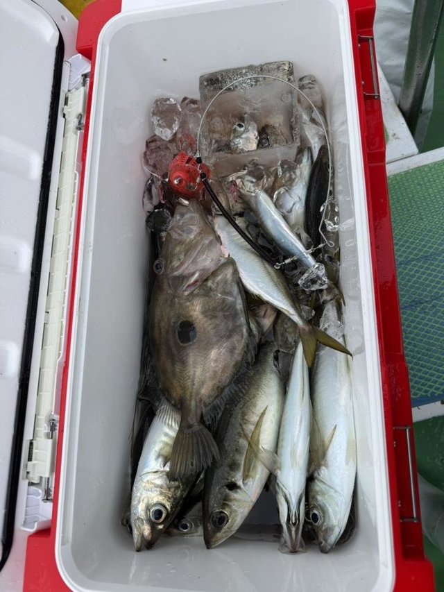 アジ(マアジ)・マトウダイ