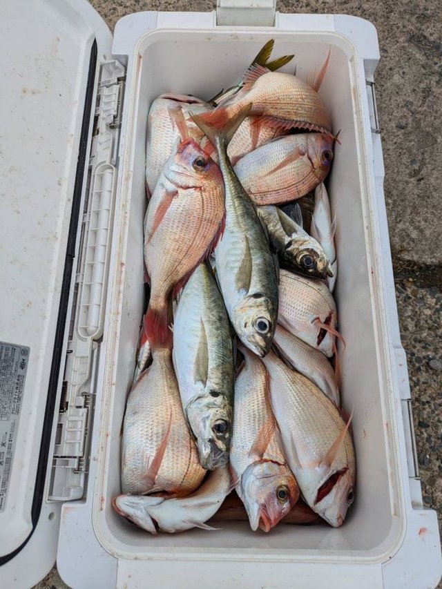 ハナダイ(チダイ)・アジ(マアジ)