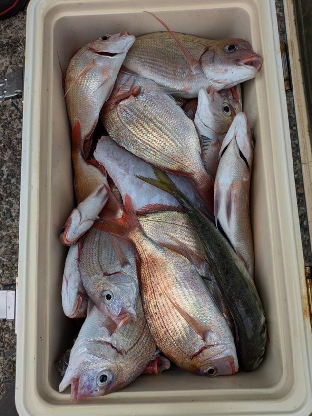 ハナダイ(チダイ)・アジ(マアジ)