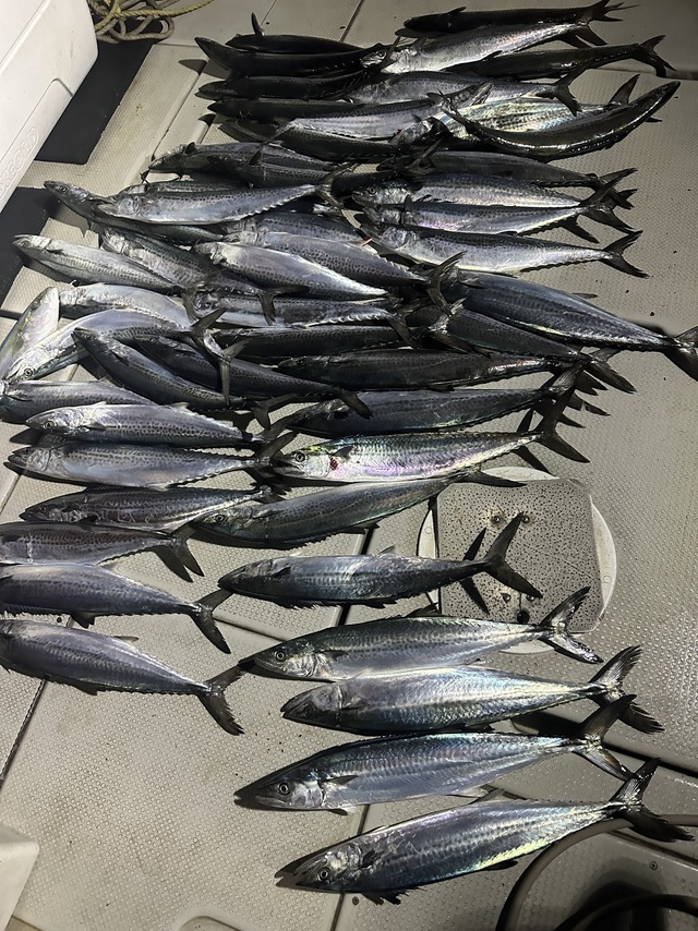 サワラ・サゴシ(サワラ)