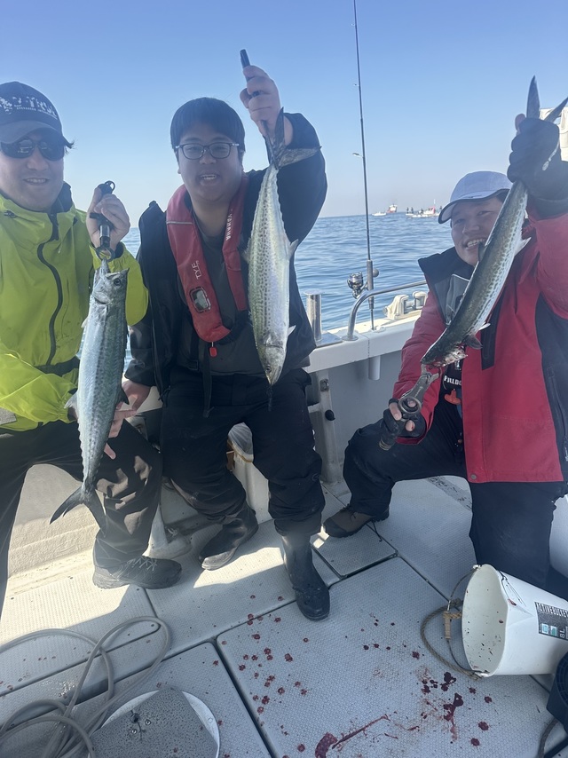 サゴシ(サワラ)