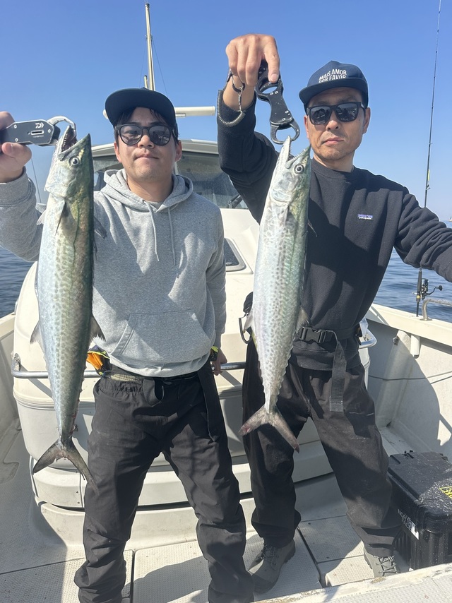 サゴシ(サワラ)