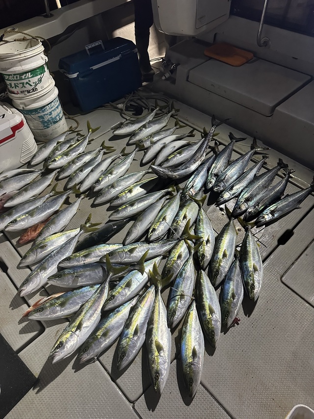 イナダ(ブリ)・サワラ・サゴシ(サワラ)