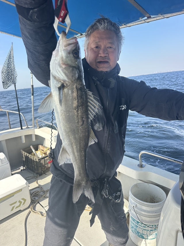 シーバス(スズキ)