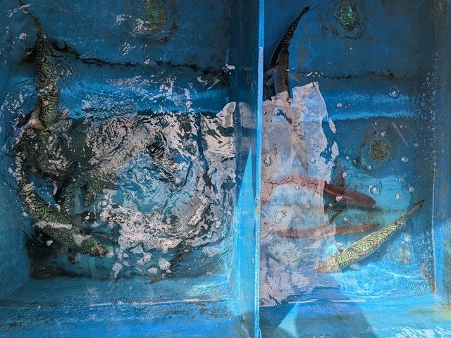 タイ(マダイ)・マサバ