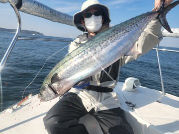 シーバス(スズキ)