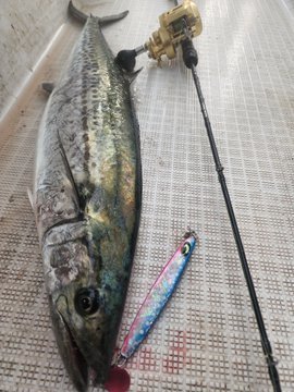 シーバス(スズキ)