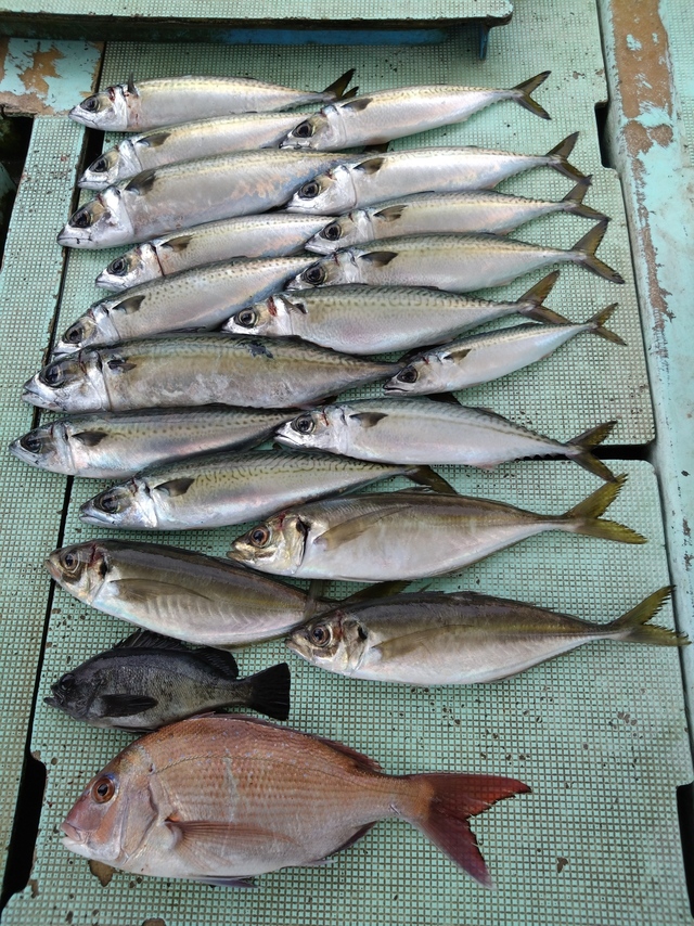 タイ(マダイ)・アジ(マアジ)・サバ(マサバ)・メバル