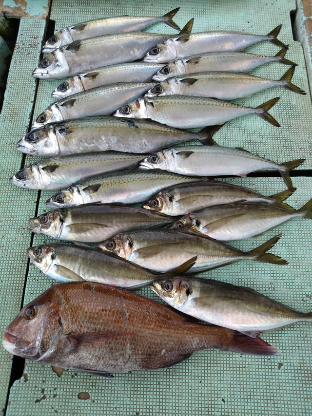 タイ(マダイ)・アジ(マアジ)・サバ(マサバ)