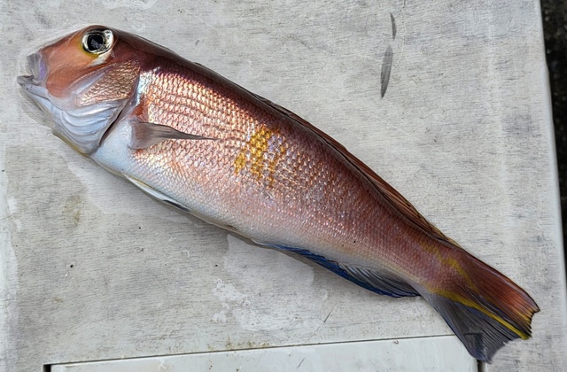 アマダイ(アカアマダイ)