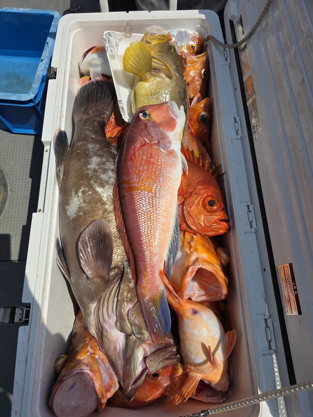 チカメキントキ・ボッコ(カサゴ)