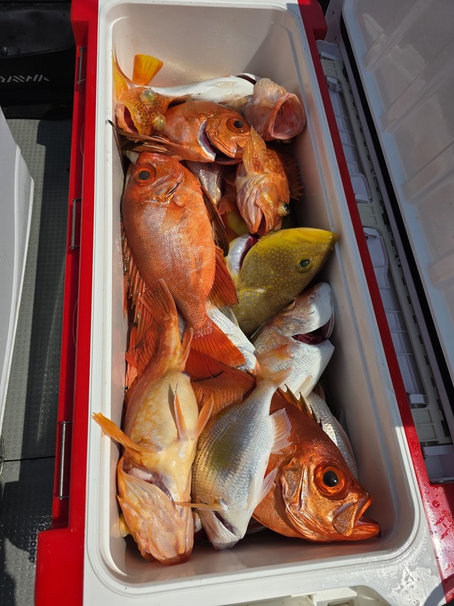 レンコダイ(キダイ)・チカメキントキ