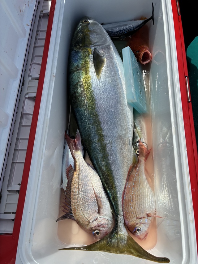 マダイ・マアジ・ブリ