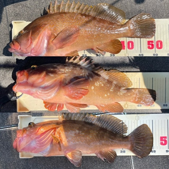 アコウ(キジハタ)