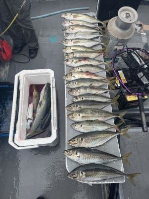 マアジ・メジロ(ブリ)・イサキ・サバ(ゴマサバ)