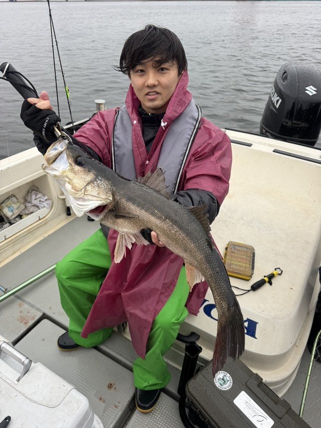 シーバス(スズキ)