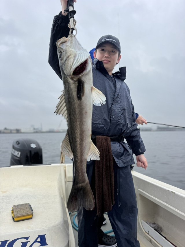 シーバス(スズキ)