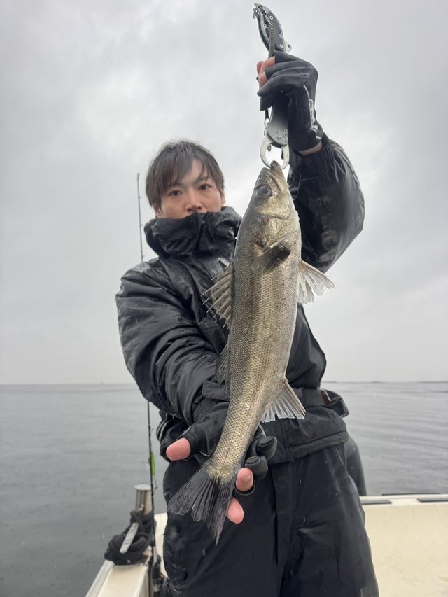 シーバス(スズキ)