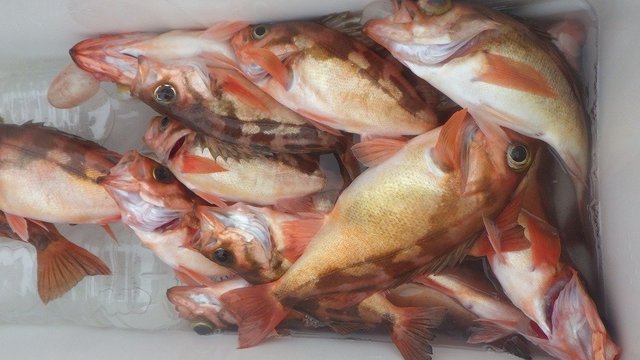 オキメバル(ウスメバル)