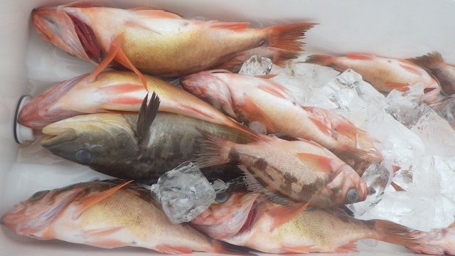 ホッケ・オキメバル(ウスメバル)