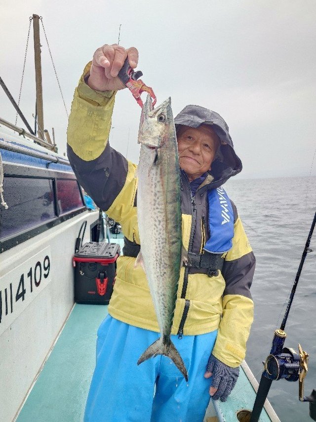 サゴシ(サワラ)