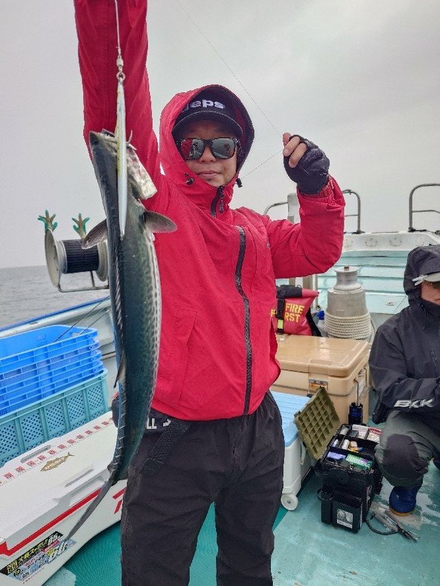 サゴシ(サワラ)