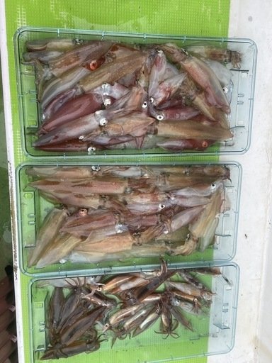 マルイカ(ケンサキイカ)・ムギイカ(スルメイカ)